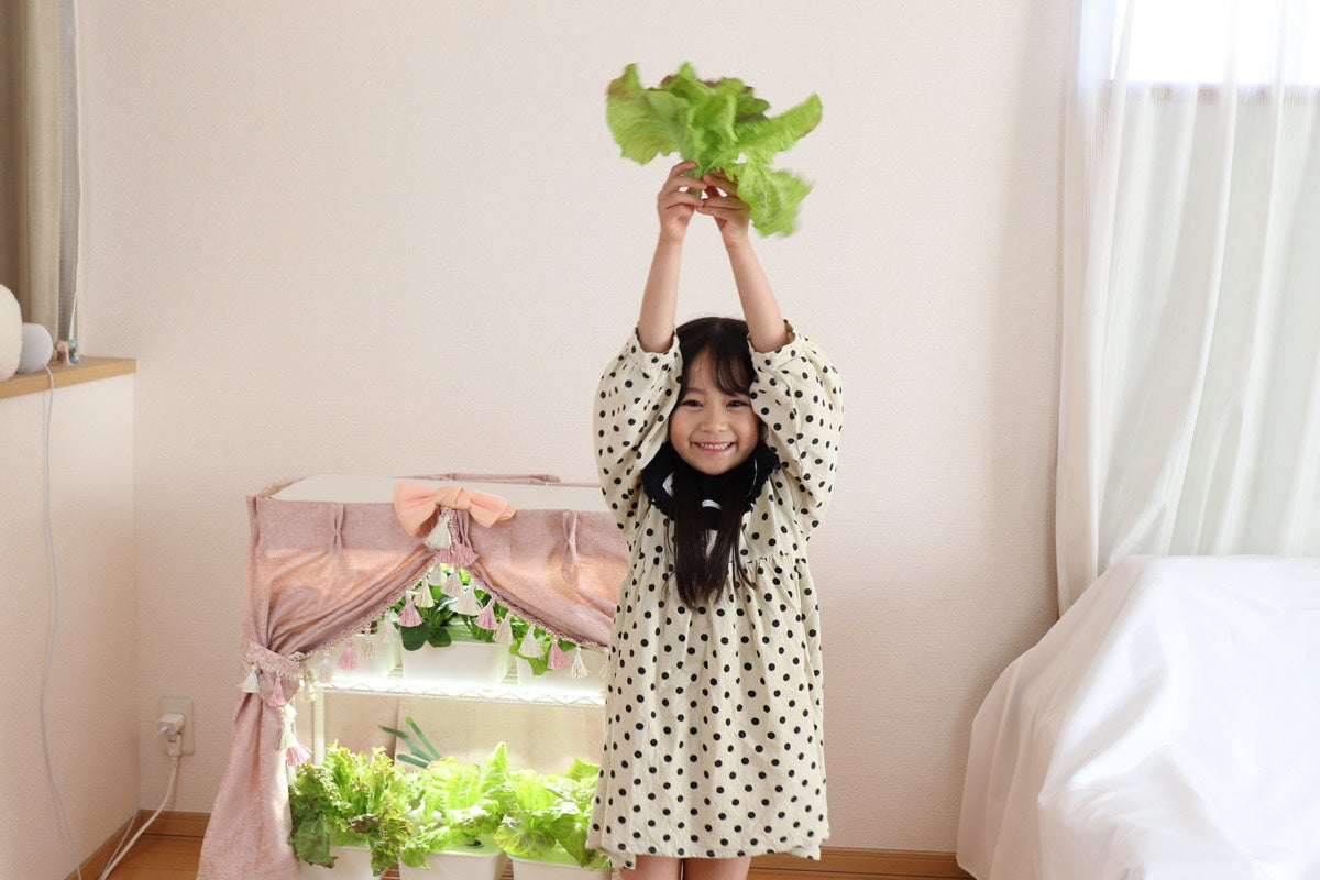 葉物野菜は約20日で収穫