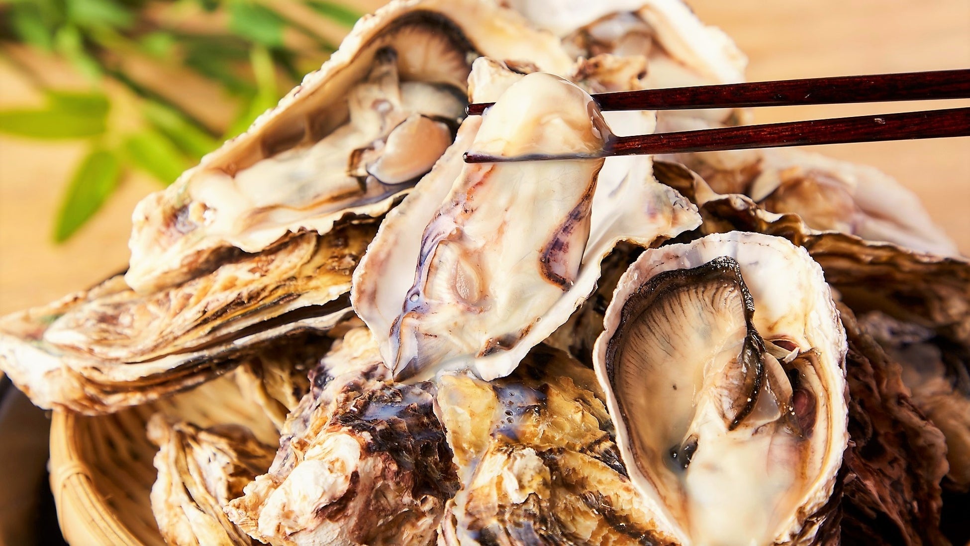 生牡蠣 蒸し牡蠣 牡蠣天ぷら等 旬 の牡蠣食べ放題フェアを 新橋 千葉 静岡の3店舗で同時開催 1月26日 水 より期間限定で 60分2 480円に 株式会社tbi Japanのプレスリリース 生牡蠣 蒸し牡蠣 牡蠣天ぷら等 旬 の牡蠣食べ放題フェアを 新橋 千葉 静岡の3店舗で同時開催 1月26日 水 より期間限定で 60分2 480円に 株式会社tbi Japanのプレスリリース