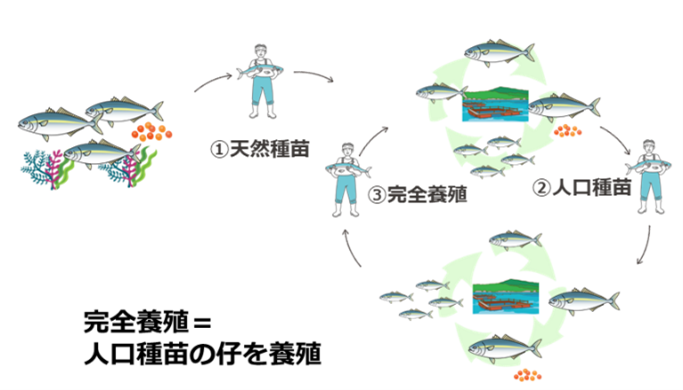 熊本県産 平山さんが育てたぶり（完全養殖）までの流れ