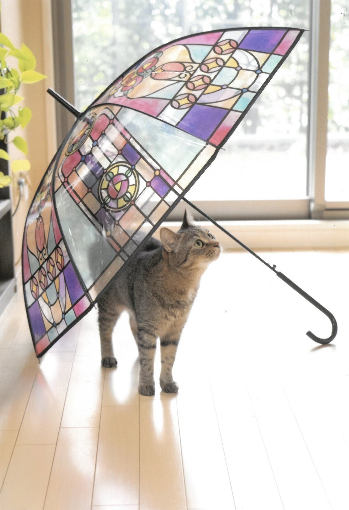 明日天気になぁれ！(ゆずなつ)