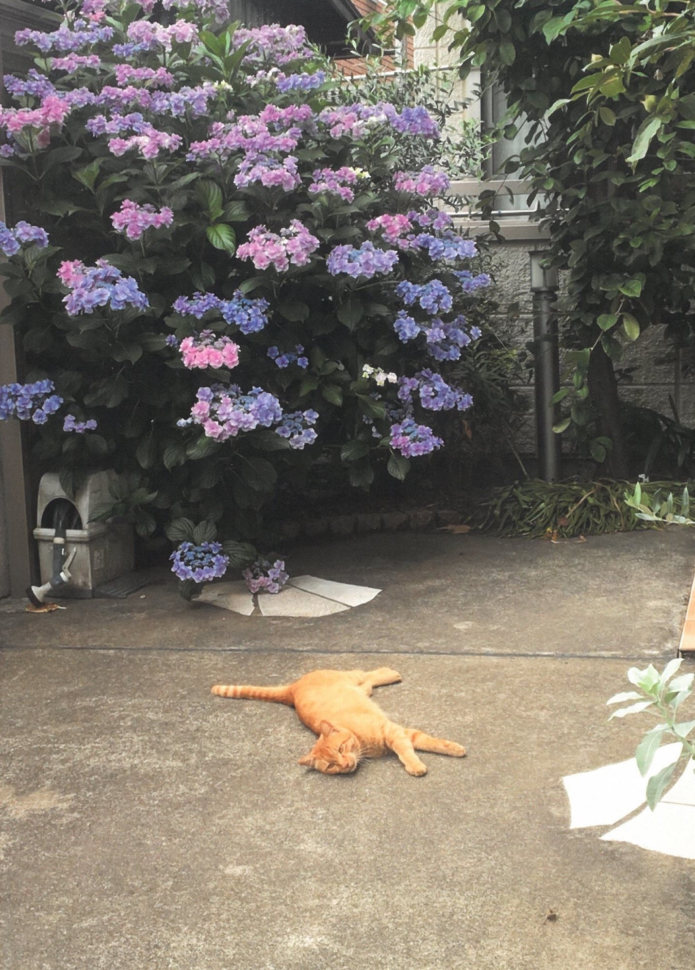 紫陽花を見にお邪魔してます(tama0531)