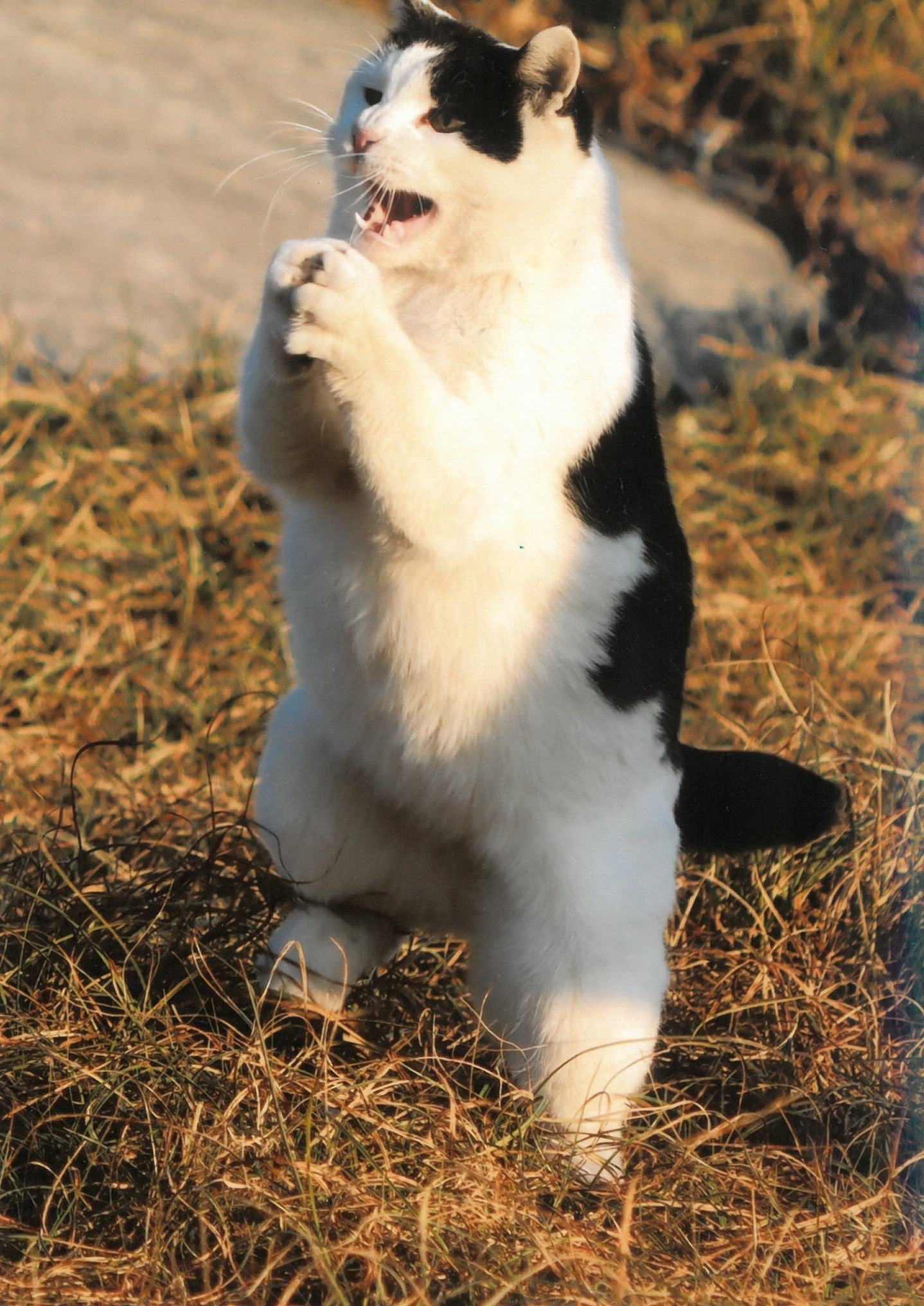 ニャンゴジラ(けにち)