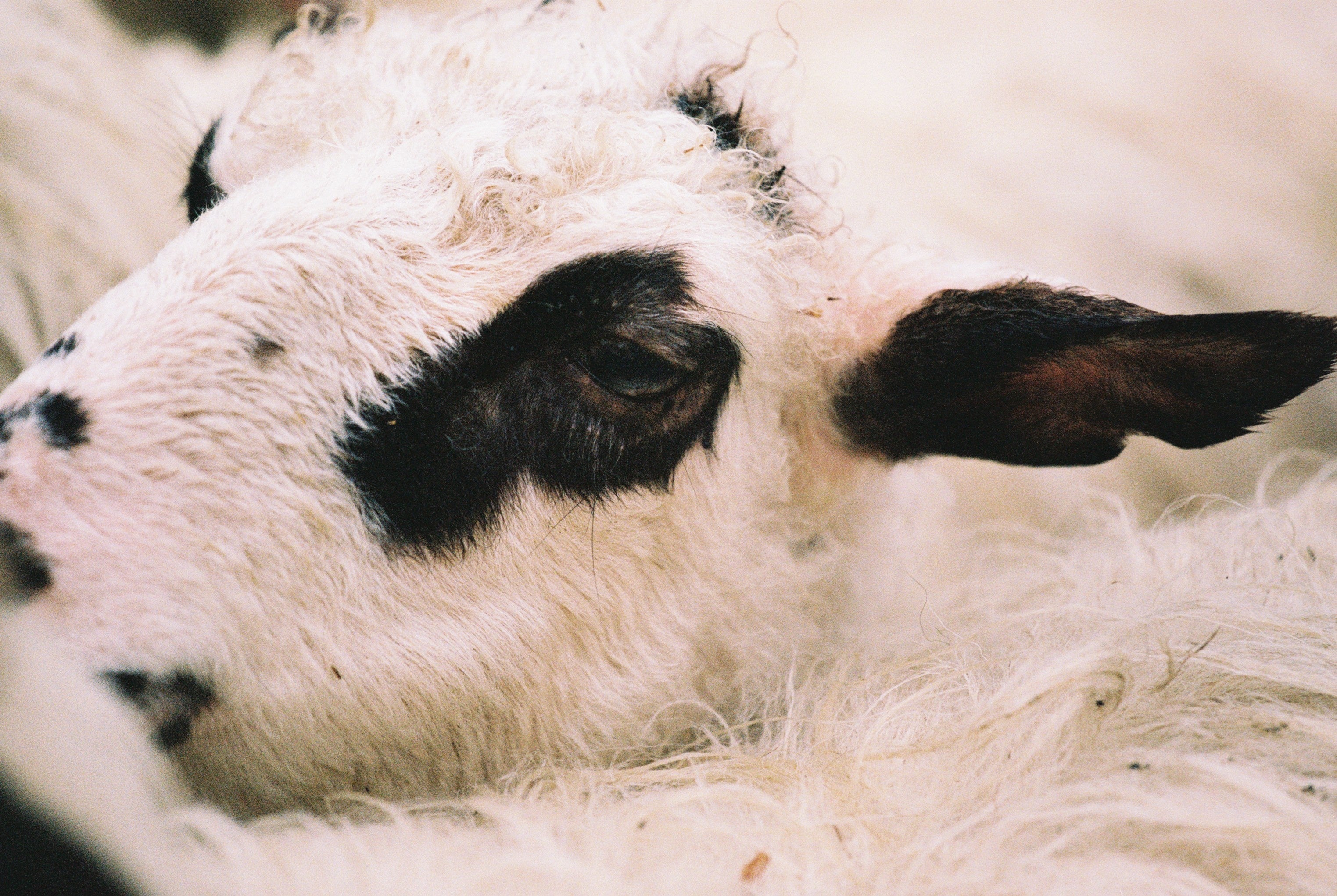 スクリプカリウ落合安奈《ひ か り の う つ わ》2023年