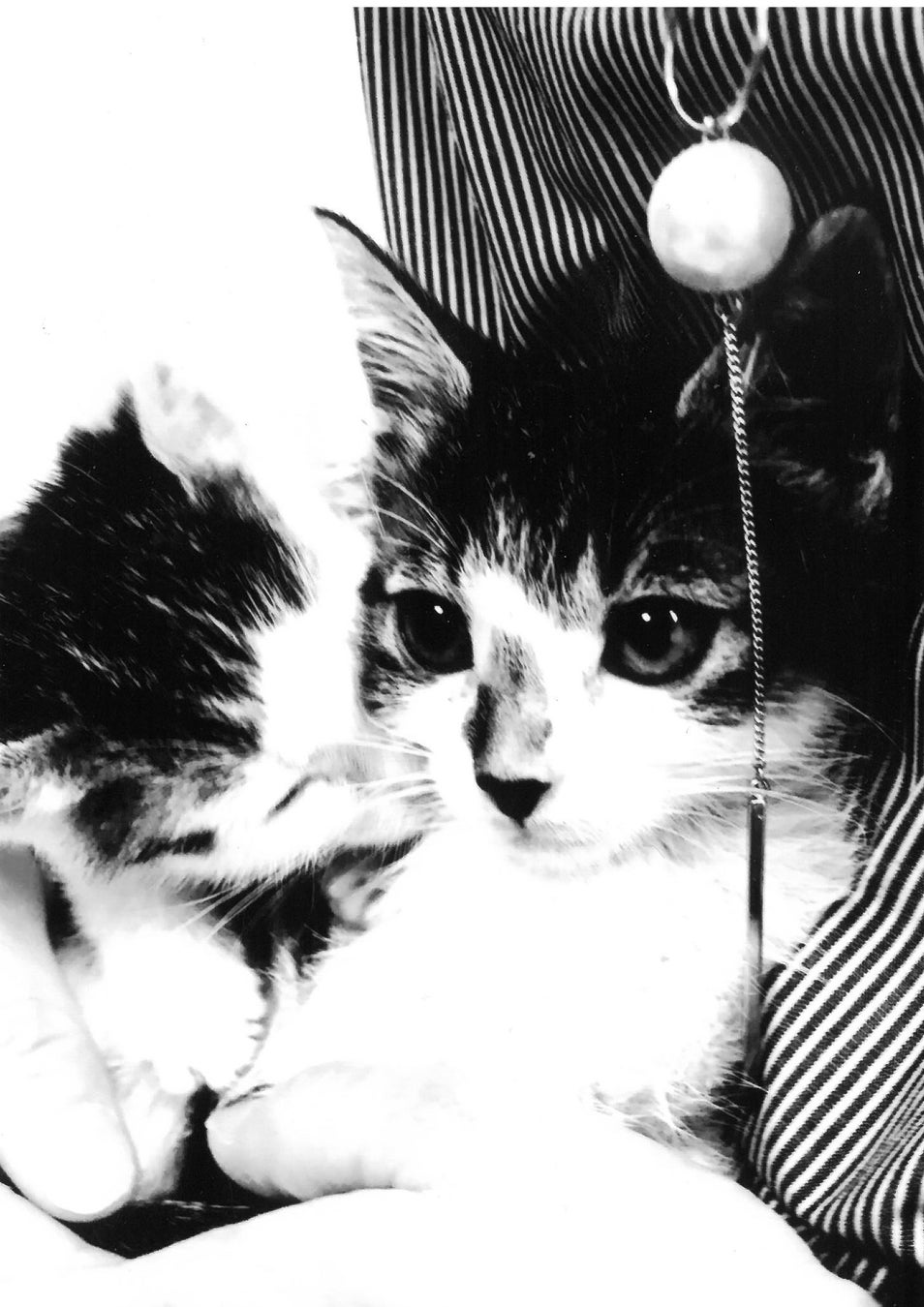 子ども部門より おすまし子ねこ(ゆきみねこ)