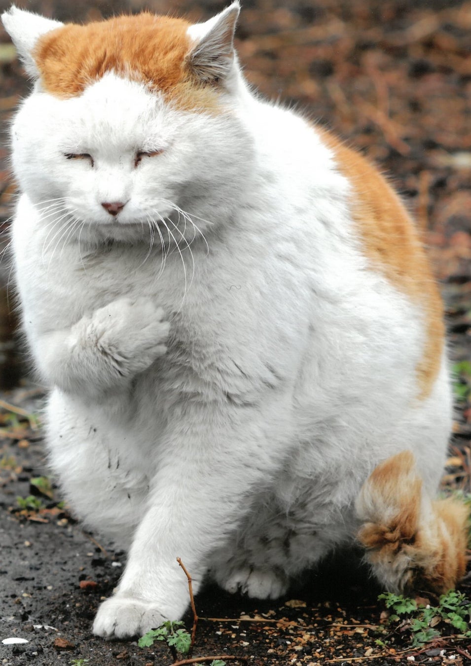 一番人気賞 イエス、マイ・ロード(けにち)