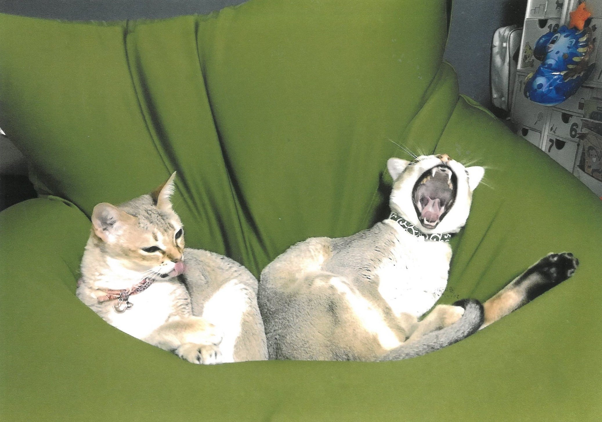  まったり姉弟(たっくん)