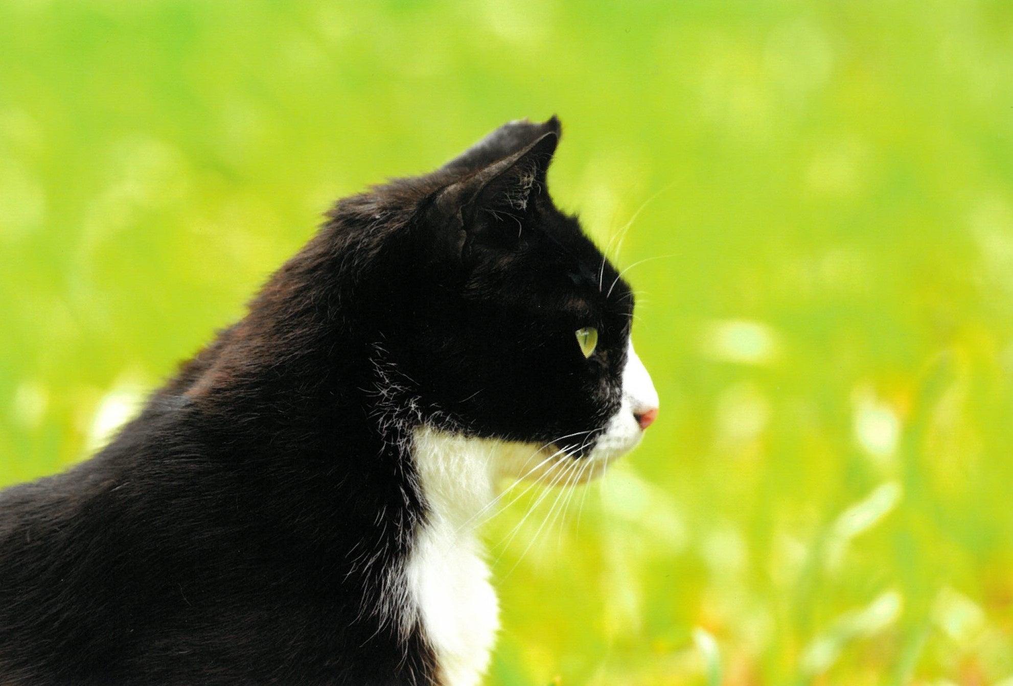 狩の横顔(ニーナ)