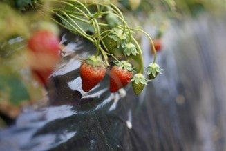 地元産の夏採れいちご「なつおとめ」。甘酸っぱさと切り口のハート型が特徴です