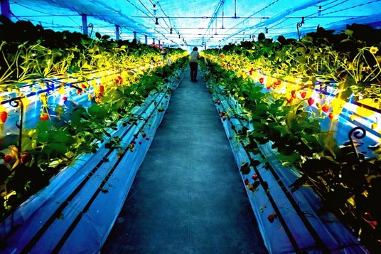 【福助ファーム】3月20日(金)兵庫県三田市で「夜のいちご狩り」開始。ライトアップハウスで楽しむ幻想的な“大人のいちご時間” 【福助ファーム】3月20日(金)兵庫県三田市で「夜のいちご狩り」開始。ライトアップハウスで楽しむ幻想的な“大人のいちご時間”