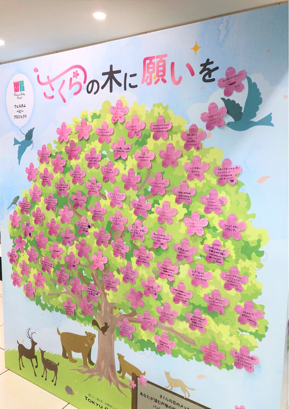 「さくらの木に願いを」第2弾(2022年)の様子