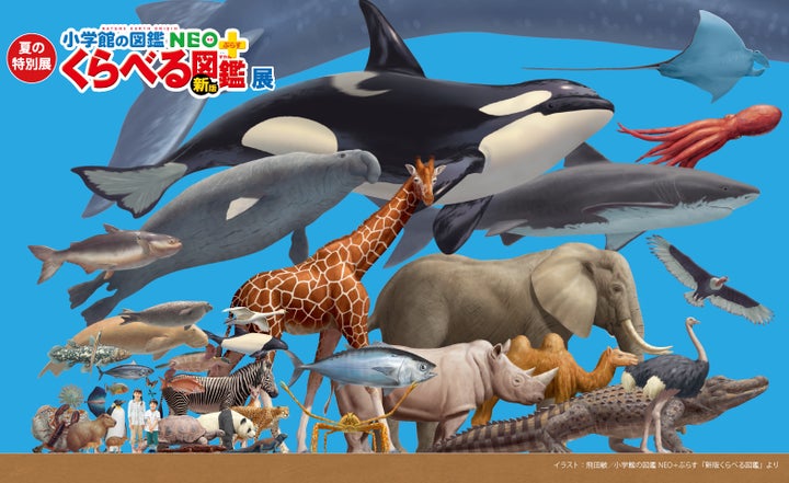 夏の特別展『くらべる図鑑展』開催 | バンドー神戸青少年科学館の 夏の特別展『くらべる図鑑展』開催 | バンドー神戸青少年科学館の