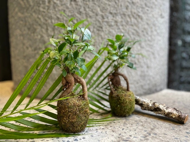 「ロビネペタル」ガジュマルの苔玉づくりワークショップ