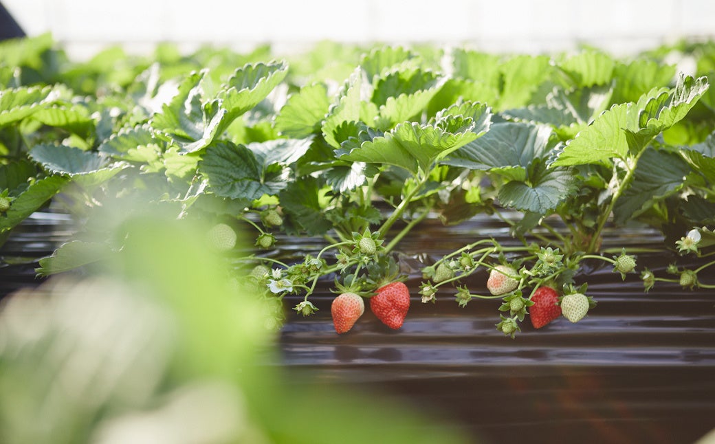 可憐に赤い輝きを放つ“あすかルビー”／奈良県明日香村
