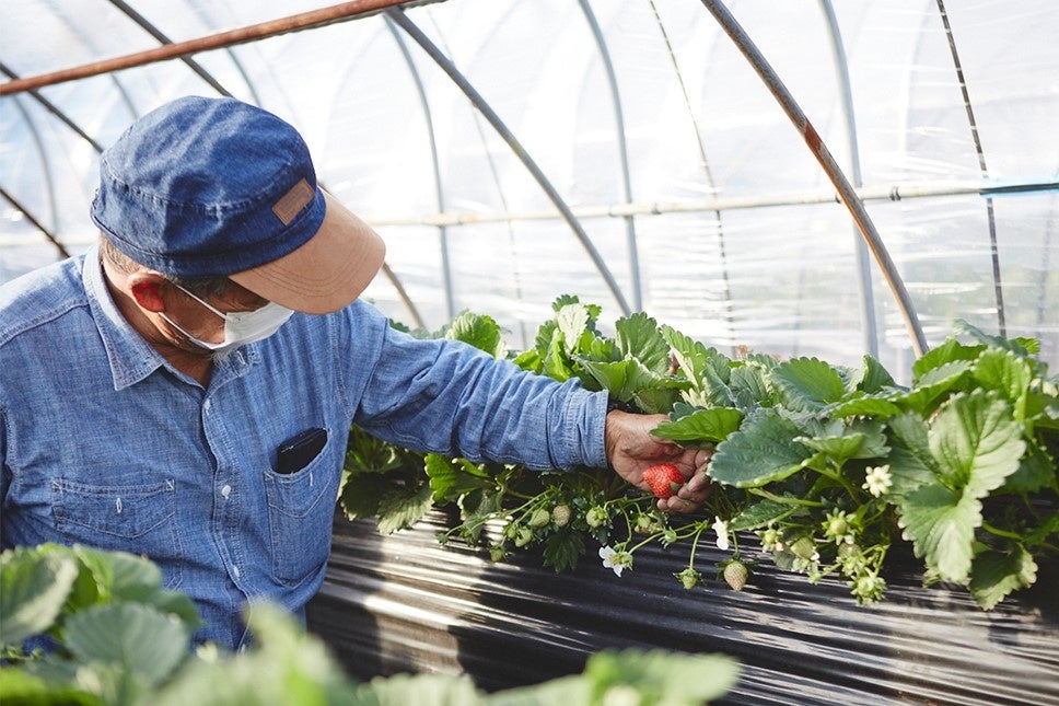 採れたてをお届け／写真  TOMOYASU NAKAO