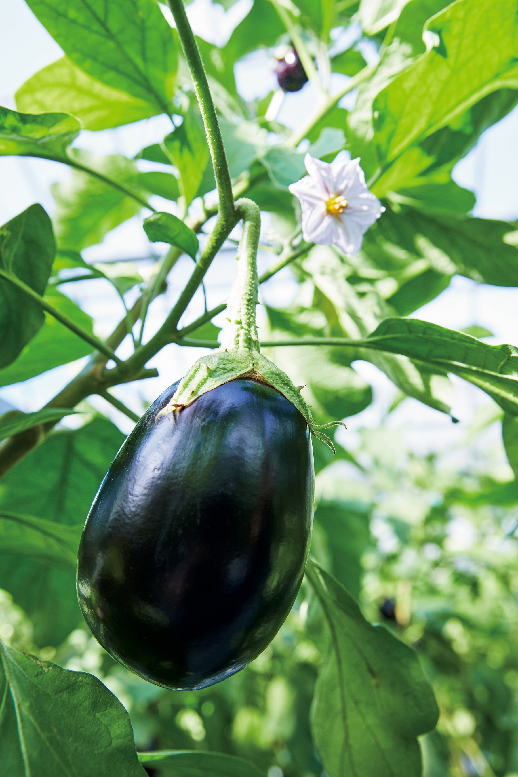 米ナスイメージ