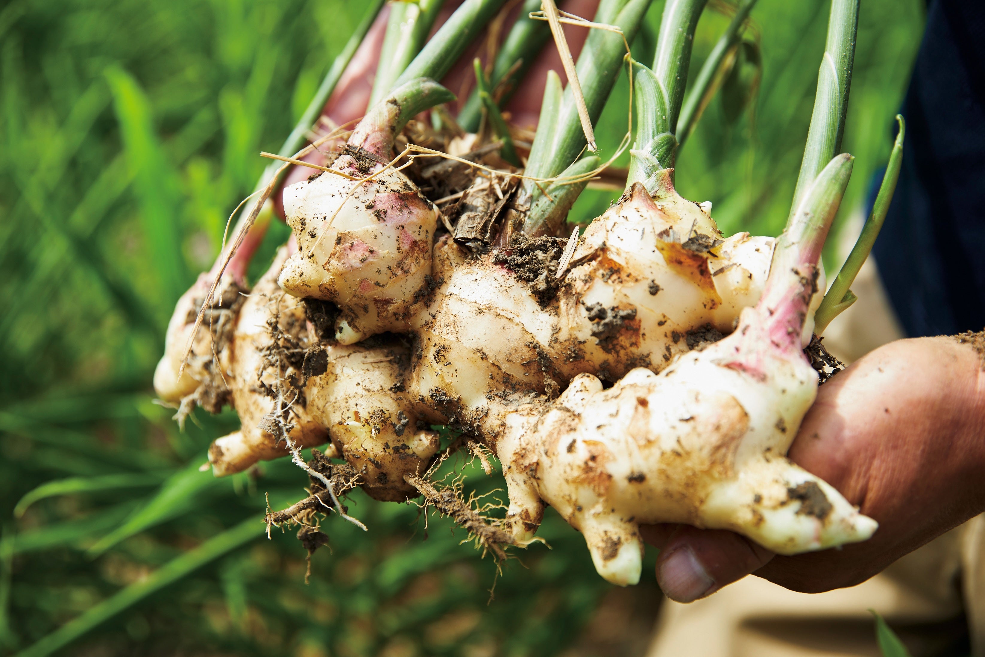 しょうがイメージ