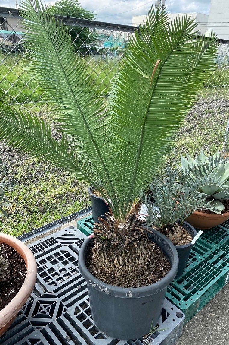 ソテツ（巨大サイズ株）インテリア用 【公式通販】