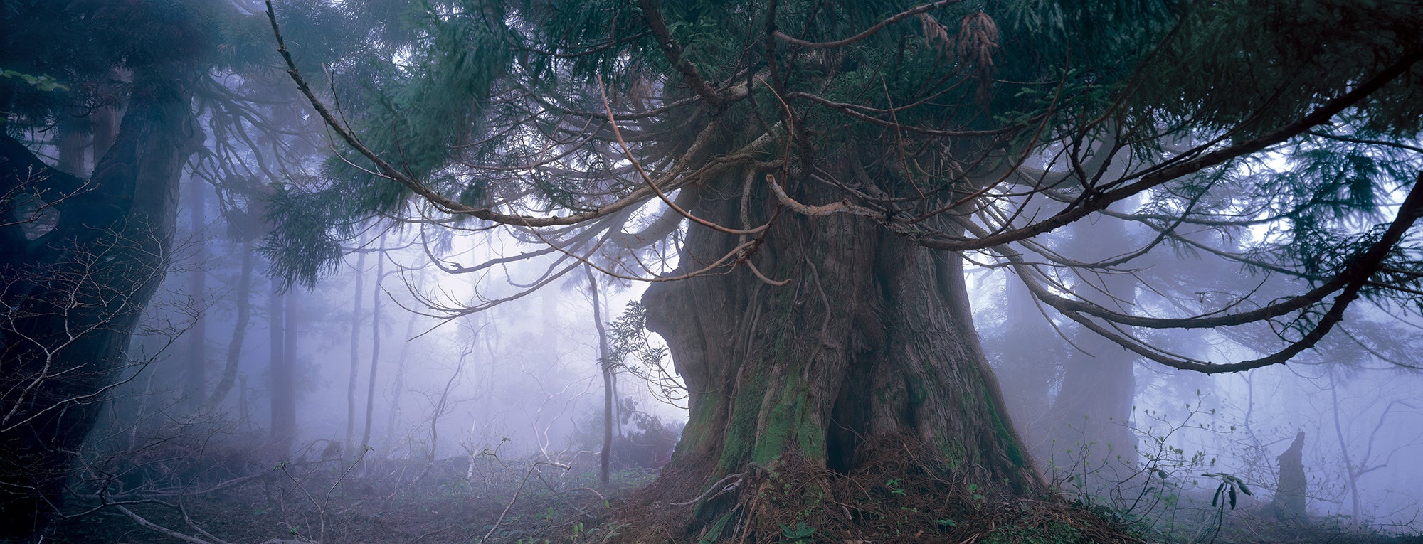 「金剛杉屹立」
