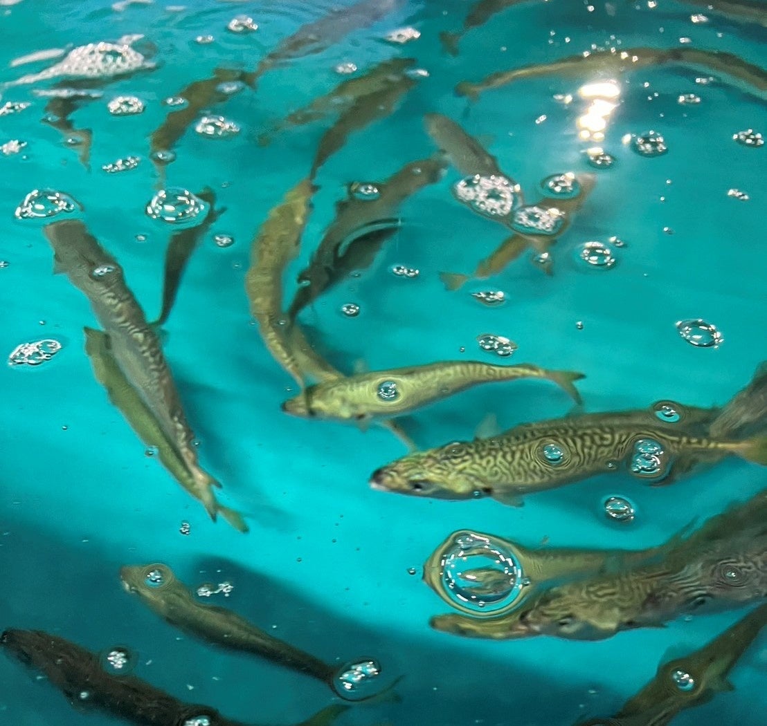 ※写真はイメージです。