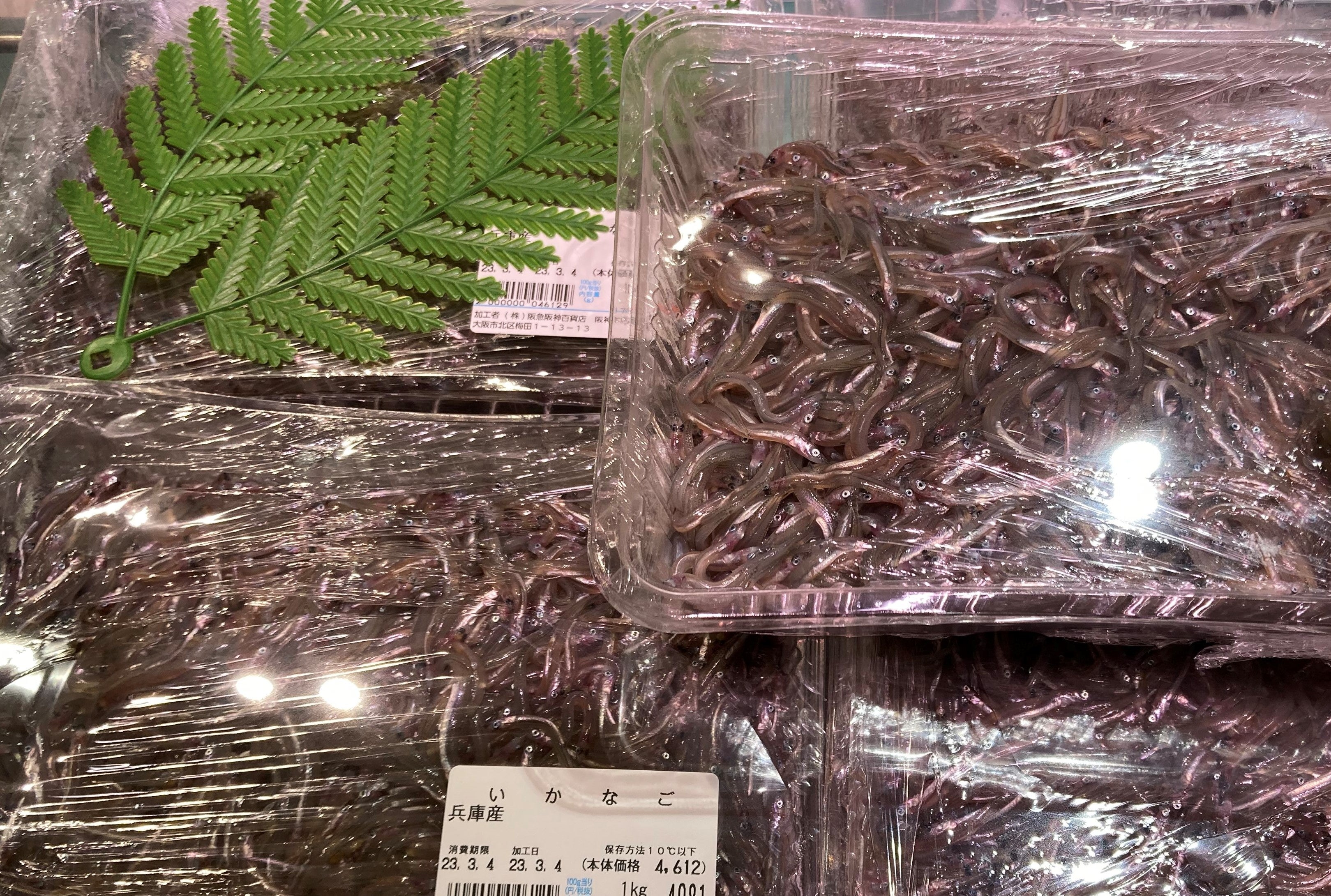 売場に並ぶ新鮮ないかなご