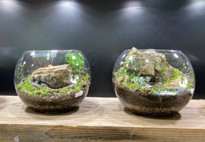 「モスコネクト」苔テラリウム 1,100円～&nbsp; &nbsp;※画像はイメージ。