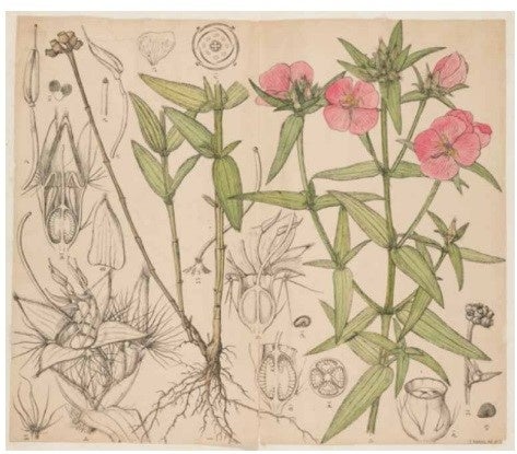 ヒメノボタン・牧野富太郎画（高知県立牧野植物園所蔵）