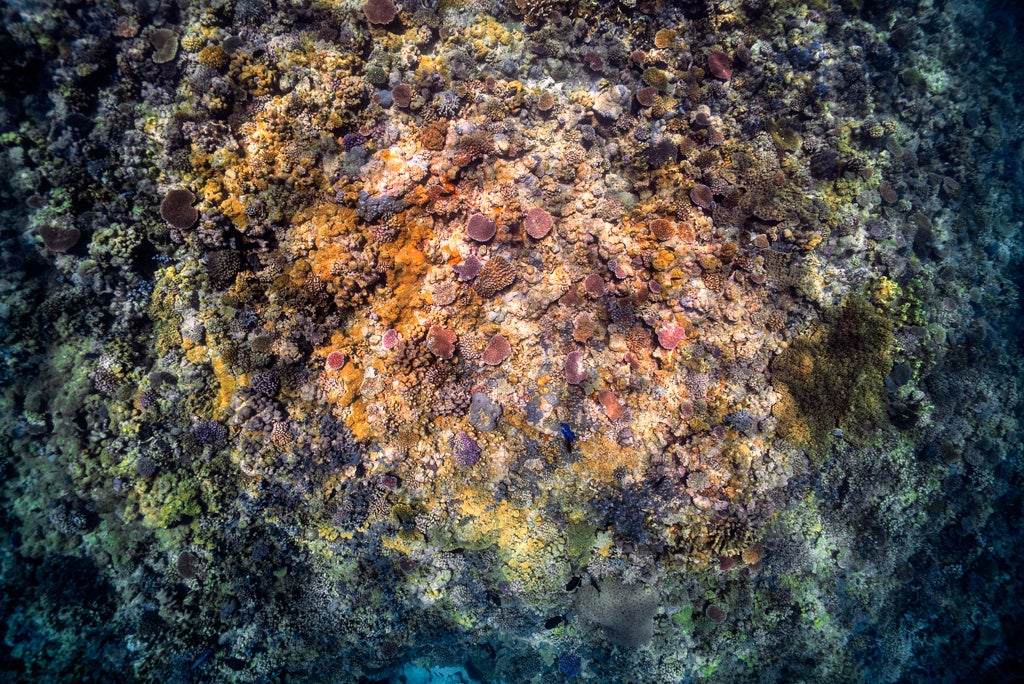 Photo Credit ：Ai Futaki 　二木氏が撮影した美しい珊瑚の作品。