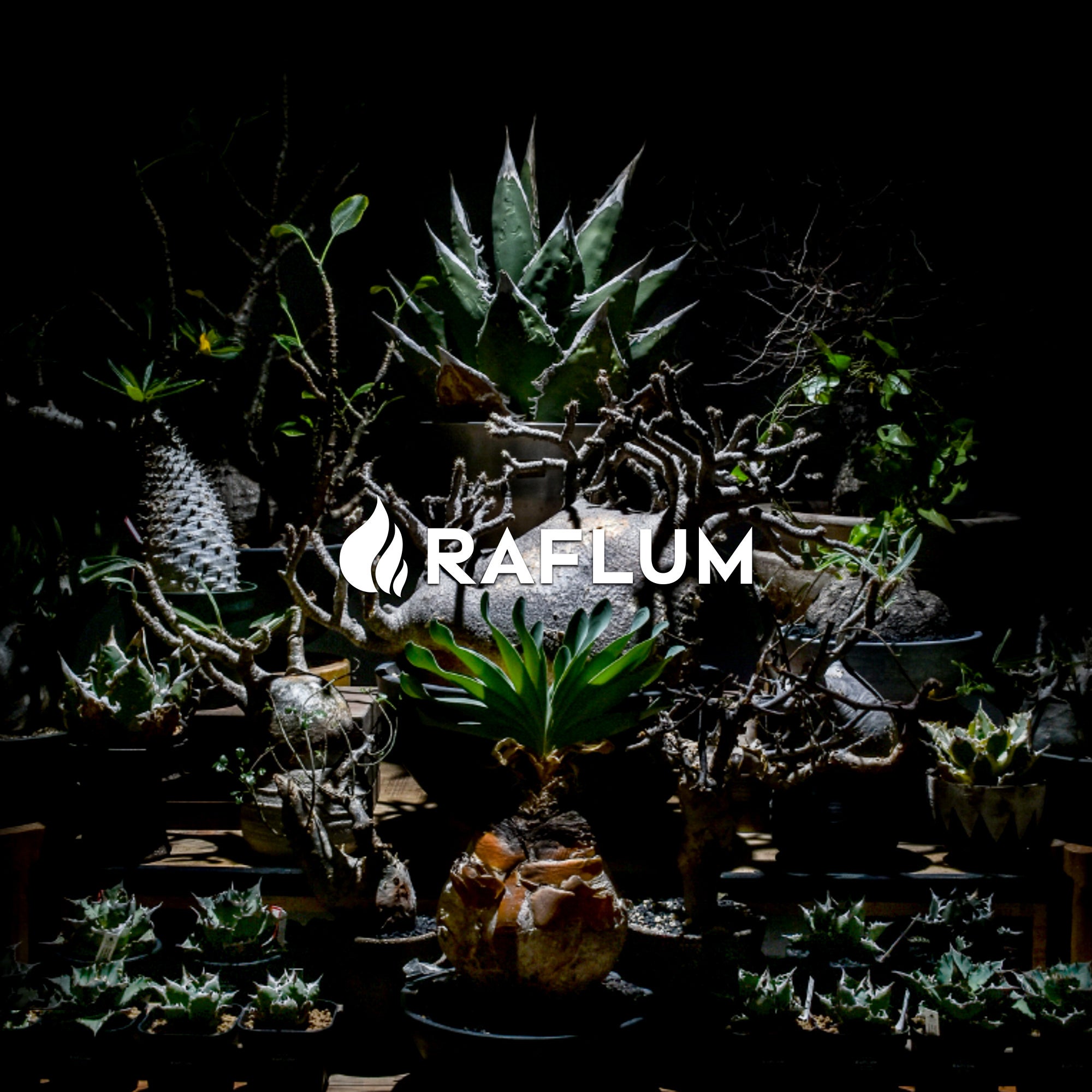 ※「RAFLUM」イメージ