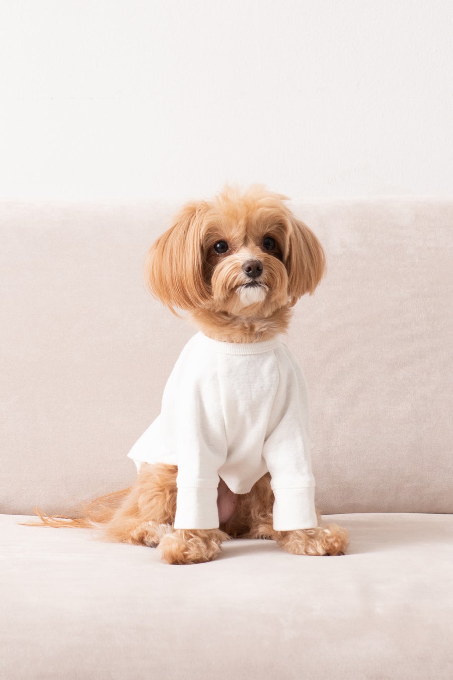 愛犬サンプル写真 新ブランド】愛犬のファッションもサステナブルにアップグレード