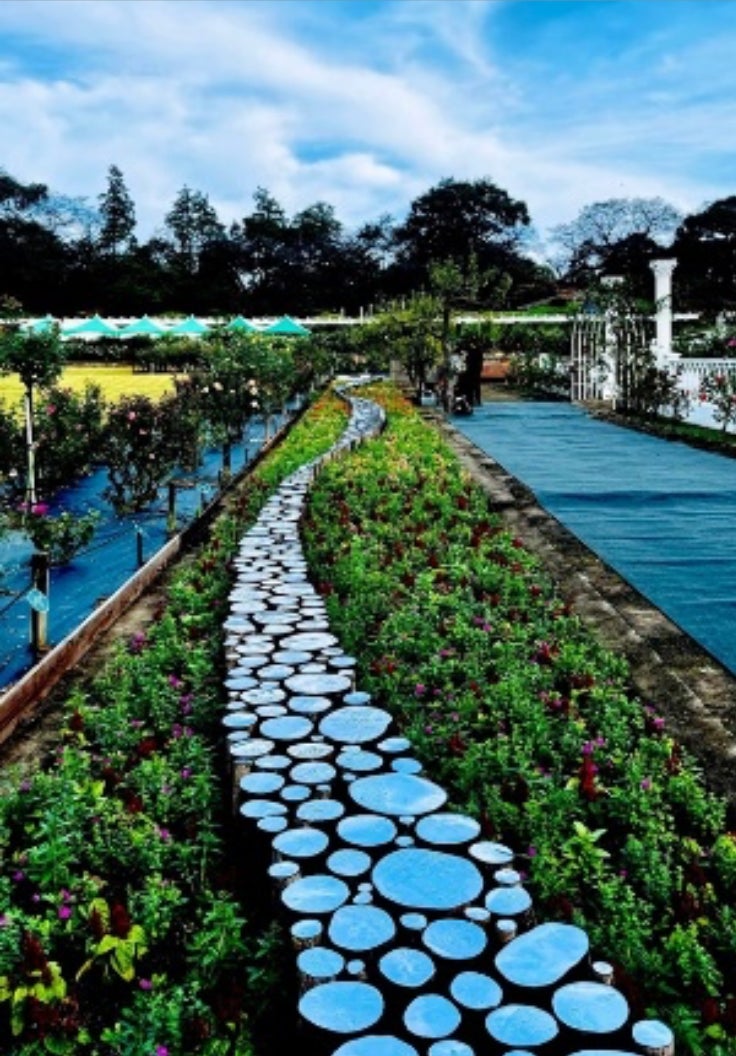 生田緑地ばら苑 特別演出「THE Secret Rose Garden」~森に囲まれた秘密の花園~