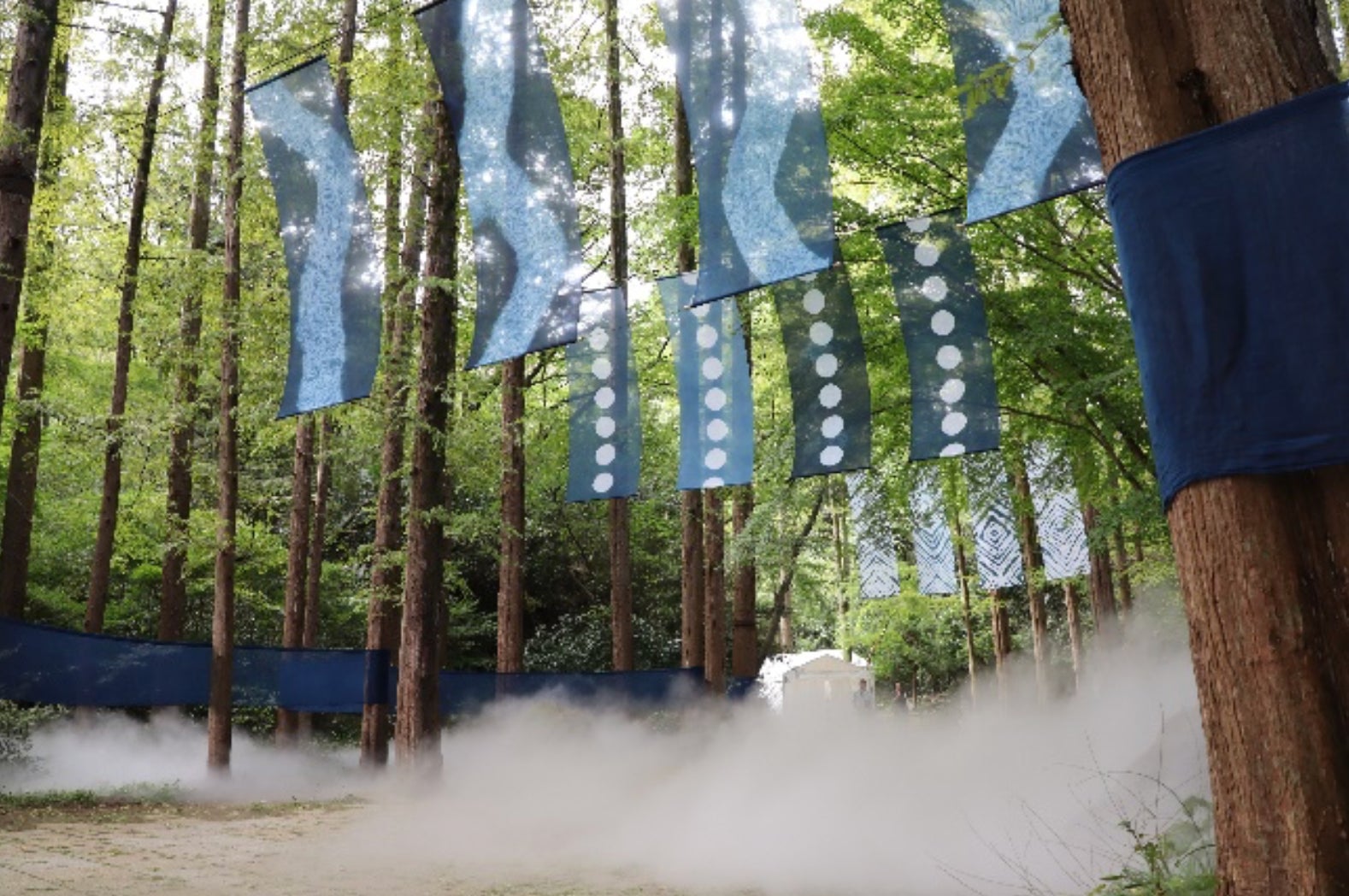 「藍と霧のメタセコイア」