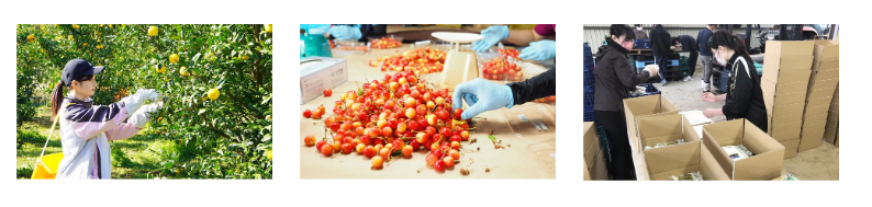 学生が収穫や選果、梱包を行う様子