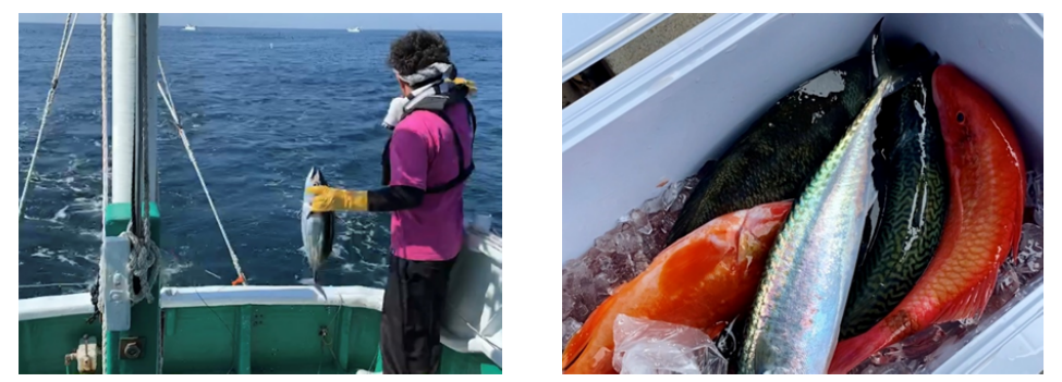 左 すさみ町の伝統漁法「ケンケン漁」　右 市場に出回らない地魚