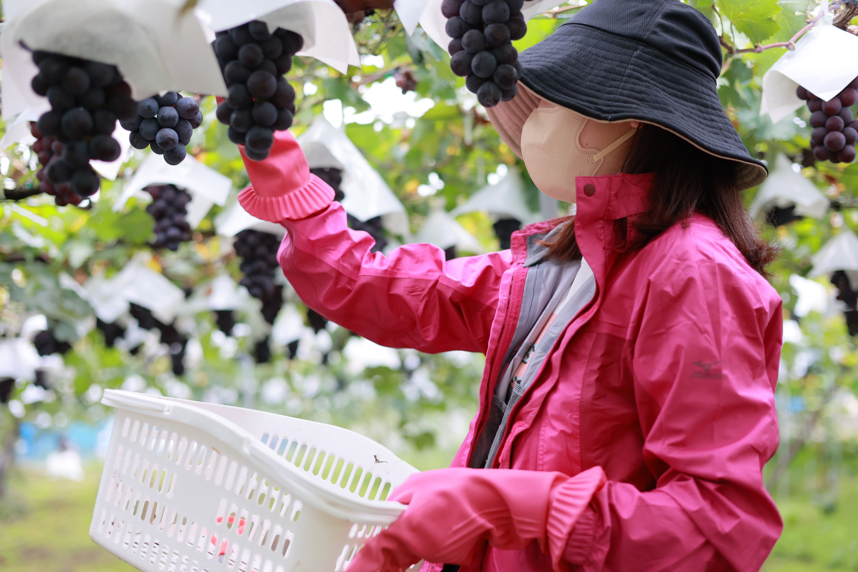 2022年に実施したクラチャレにてぶどうの収穫を行う参加学生