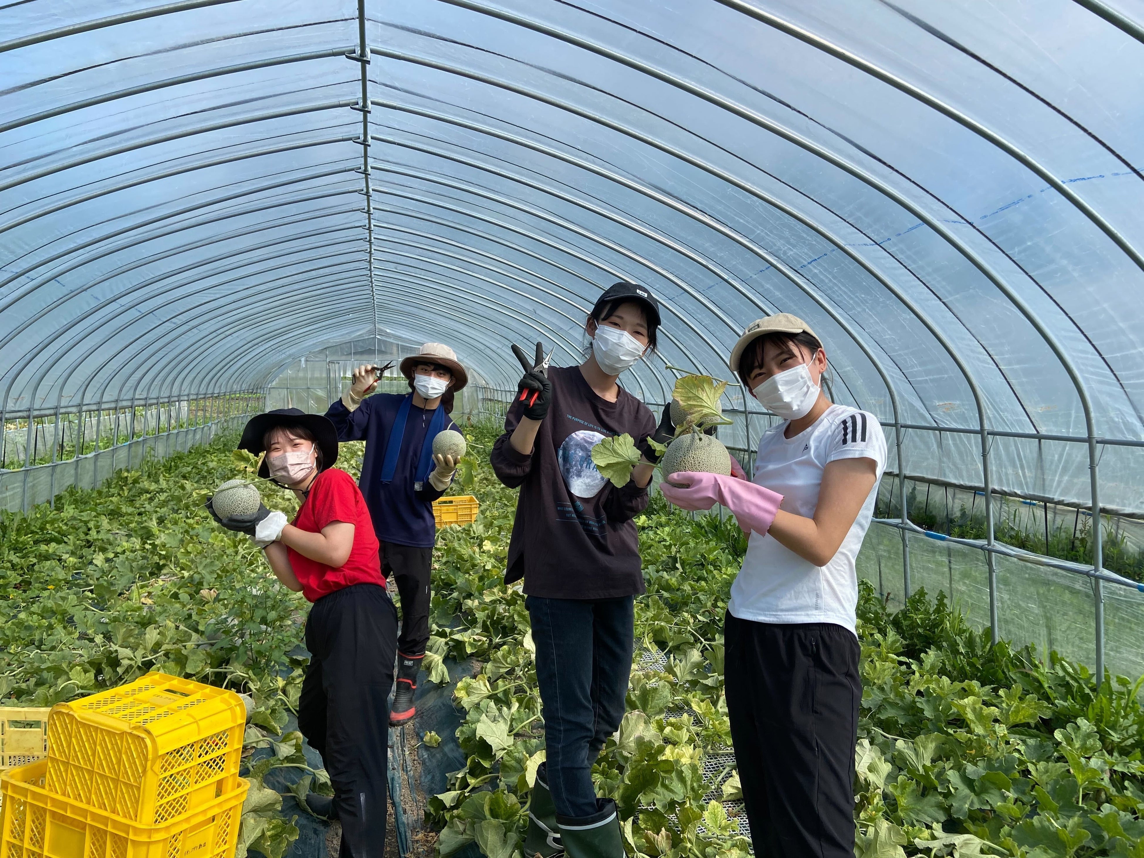 2022年8月に実施したクラチャレでのメロンの収穫の様子