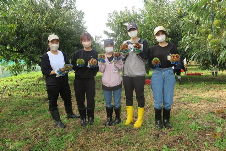 2022年9月に京丹波町で実施したクラチャレでの丹波栗の収穫の様子