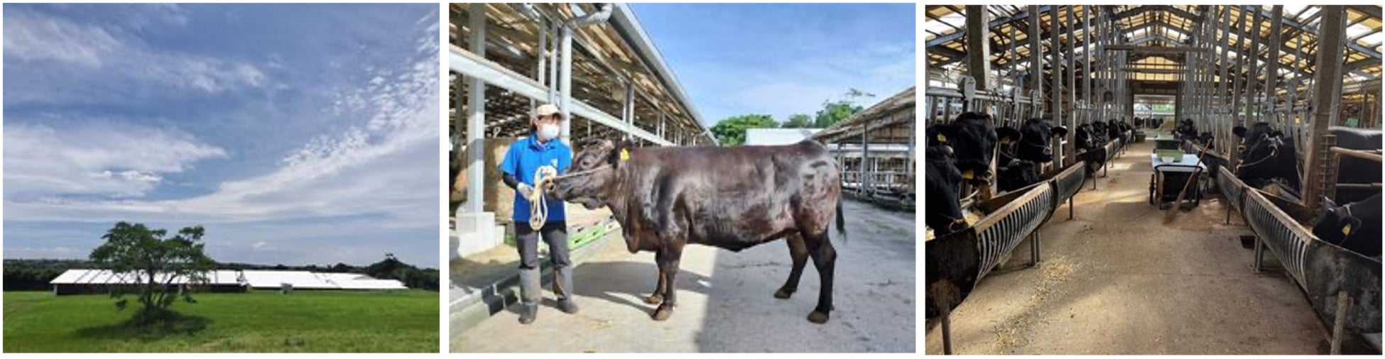 自然豊かで衛生管理の行き届いた牛舎で肥育しています