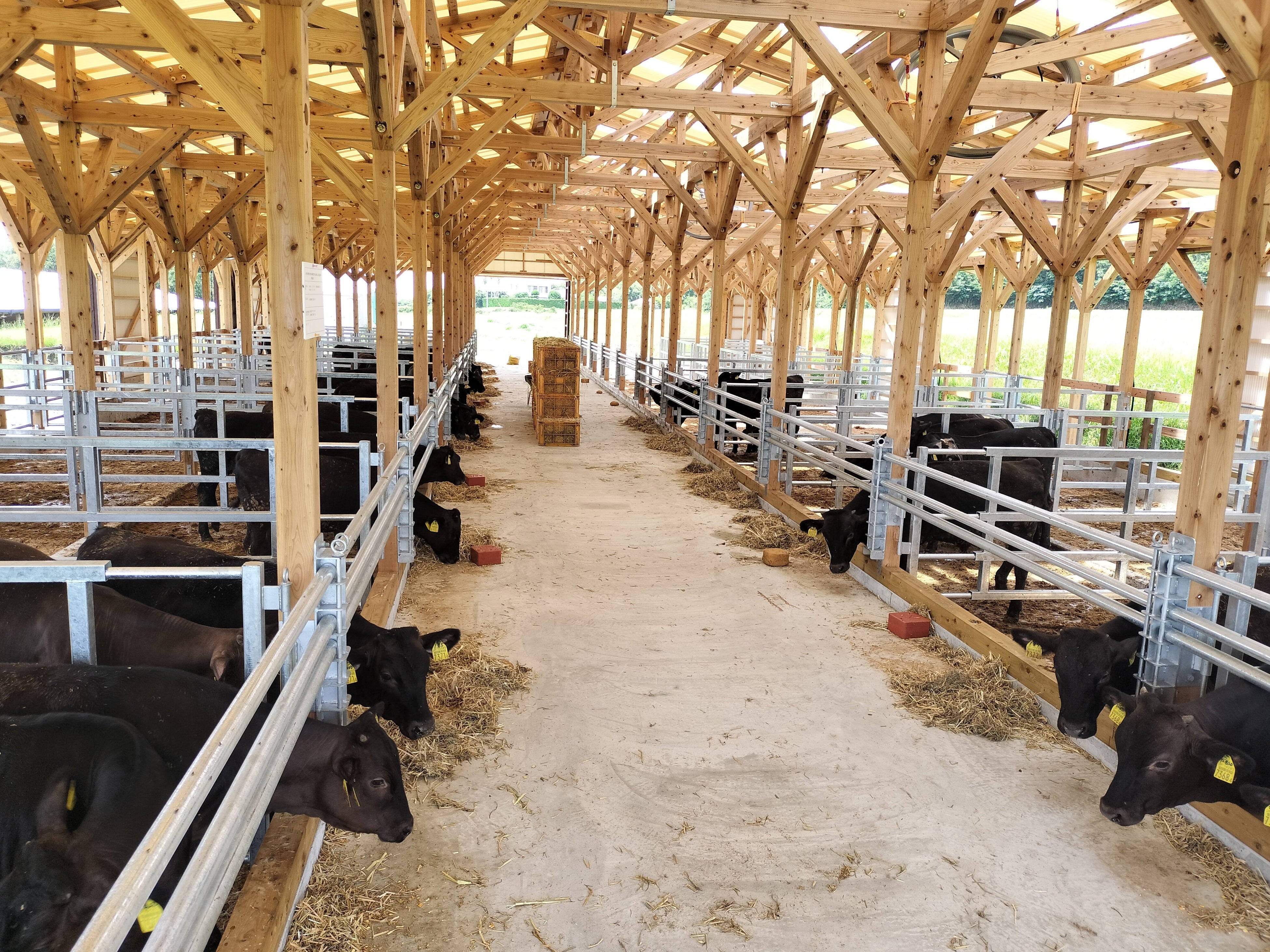 種子島の自社牛舎で肥育される「梶屋牛」