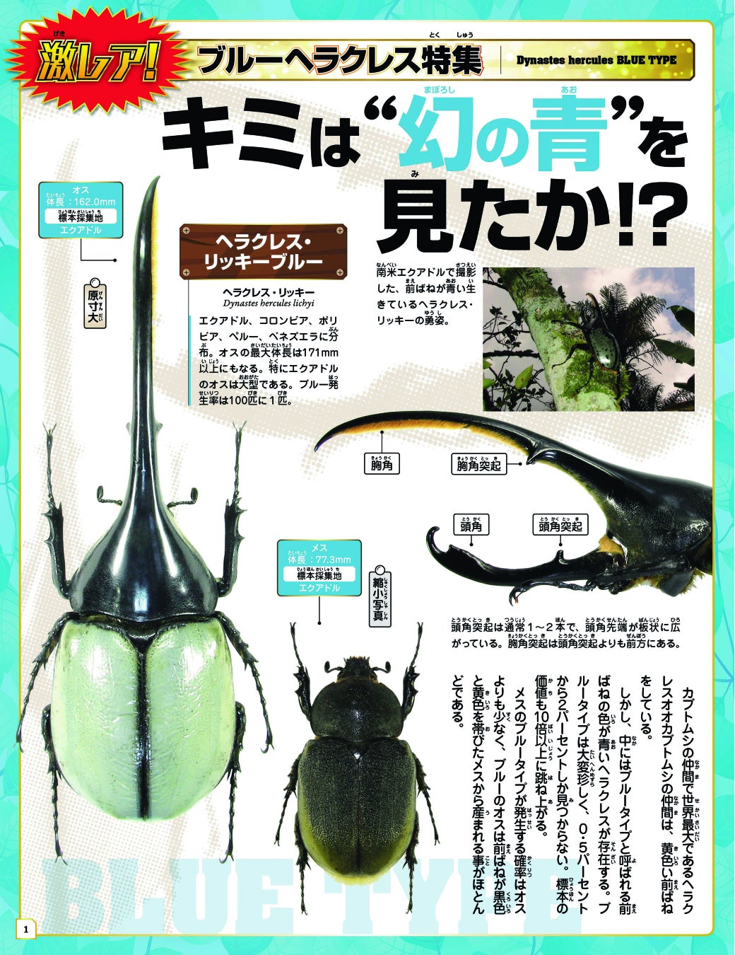 人気のカブトムシ クワガタムシのリアルフィギュアが付いた昆虫図鑑が発売 株式会社双葉社のプレスリリース 人気のカブトムシ クワガタムシのリアルフィギュアが付いた昆虫図鑑が発売 株式会社双葉社のプレスリリース