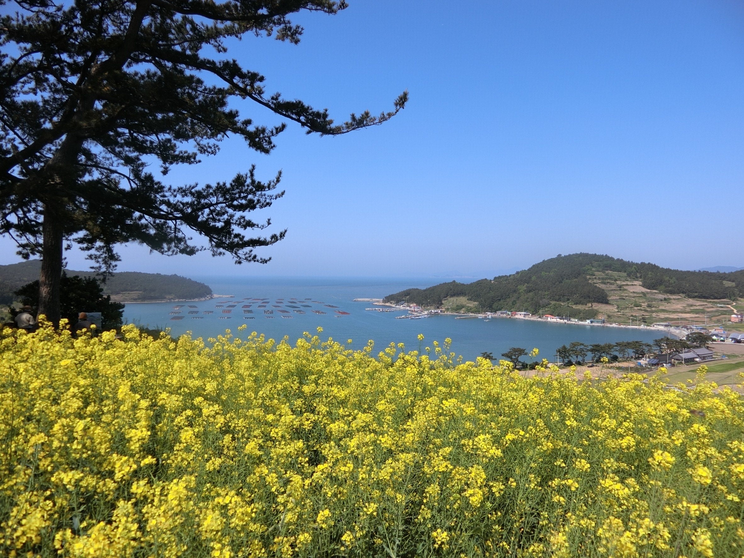 『春のワルツ』の舞台・全羅南道の青山島