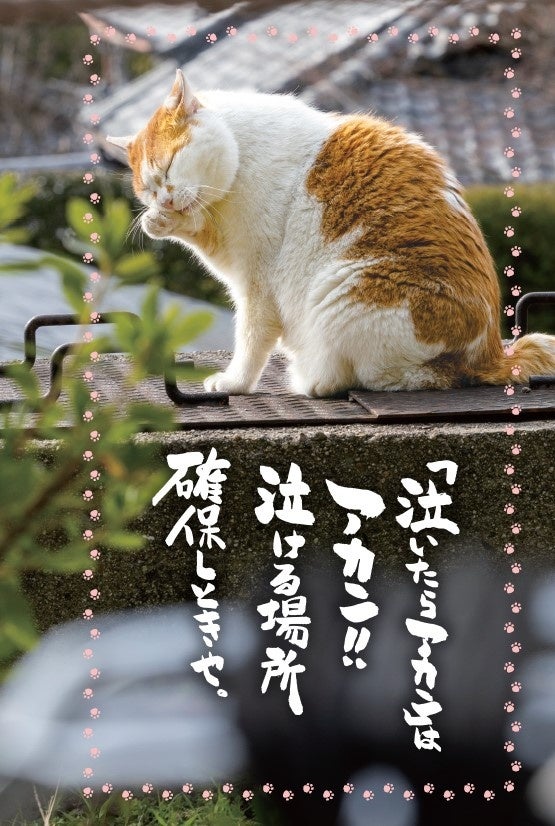 写真／今田仁義