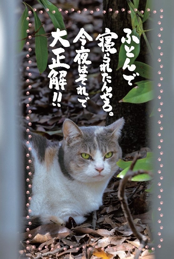 本日中に売れなければ300円❗️手作り額付き作品　「ご主人様はどこ？ニャンコ」 ほろりと泣けて、元気が出る!! SNSフォロワー60万人の「ネコ坊主