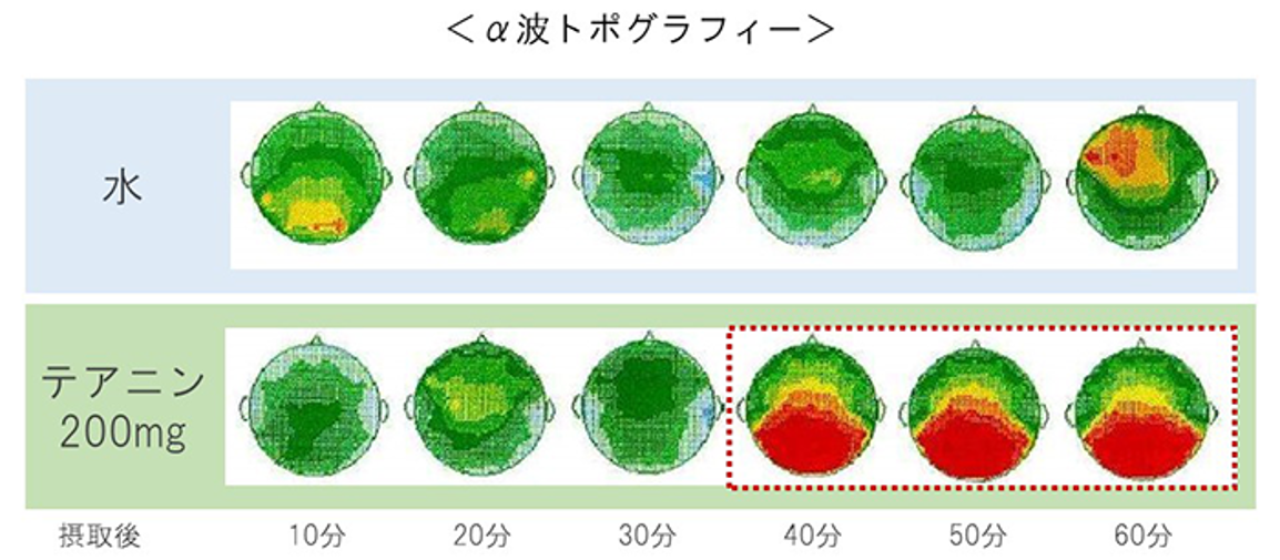 テアニンを摂取した場合では、摂取後30分以降からリラックス状態のときに発せられる脳波である「アルファ波」が強く検出されることが明らかに。