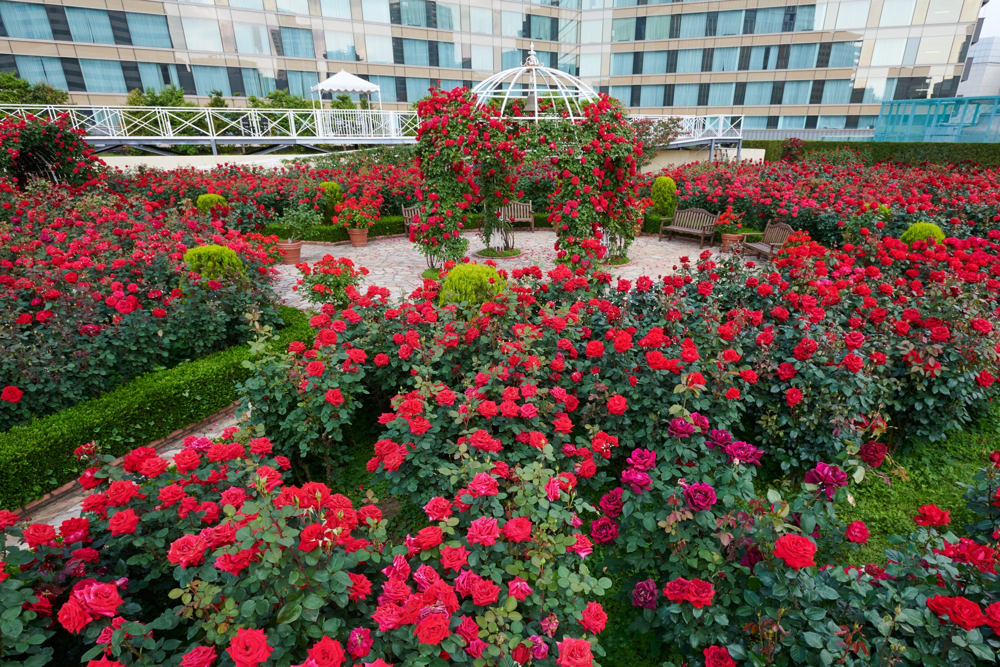 桜の次は薔薇シーズン！
