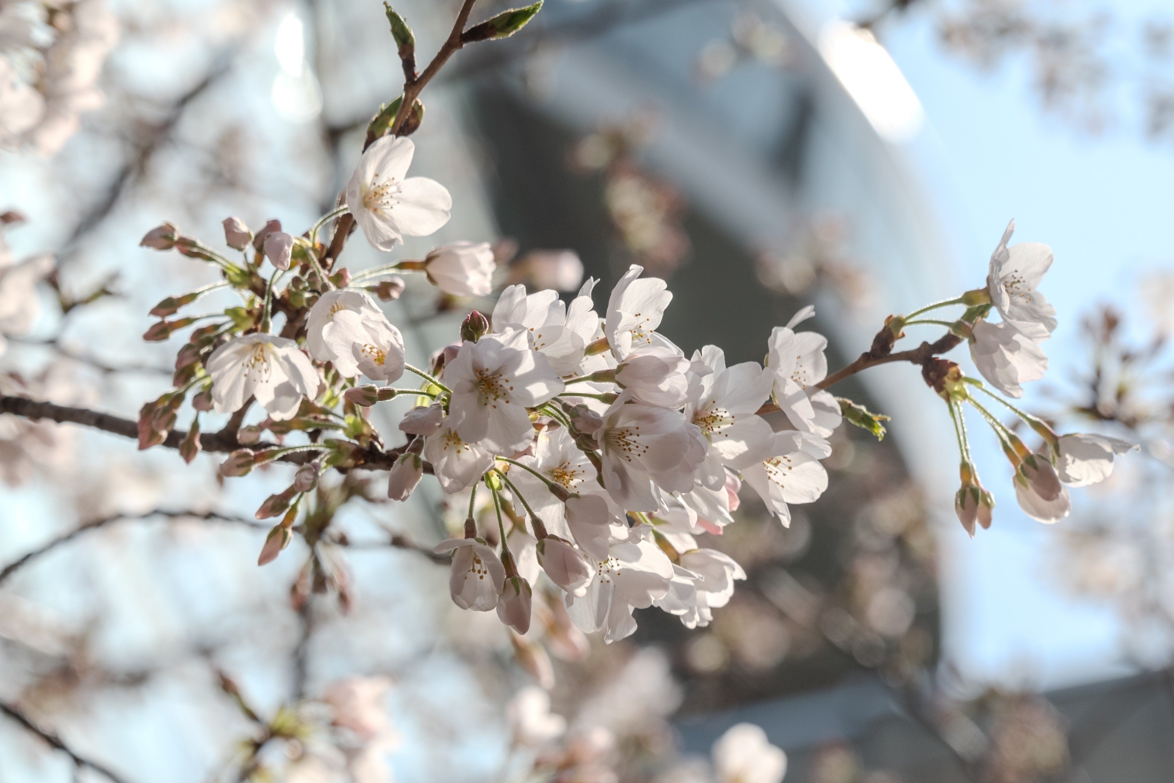 ※ホテルニューオータニ（4月2日時点）
