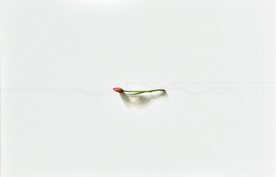 チューリップ弧線抽出図