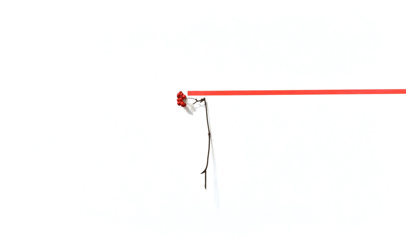 サンキライ色彩残像図