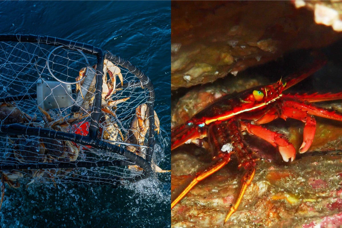 カニ網漁体験