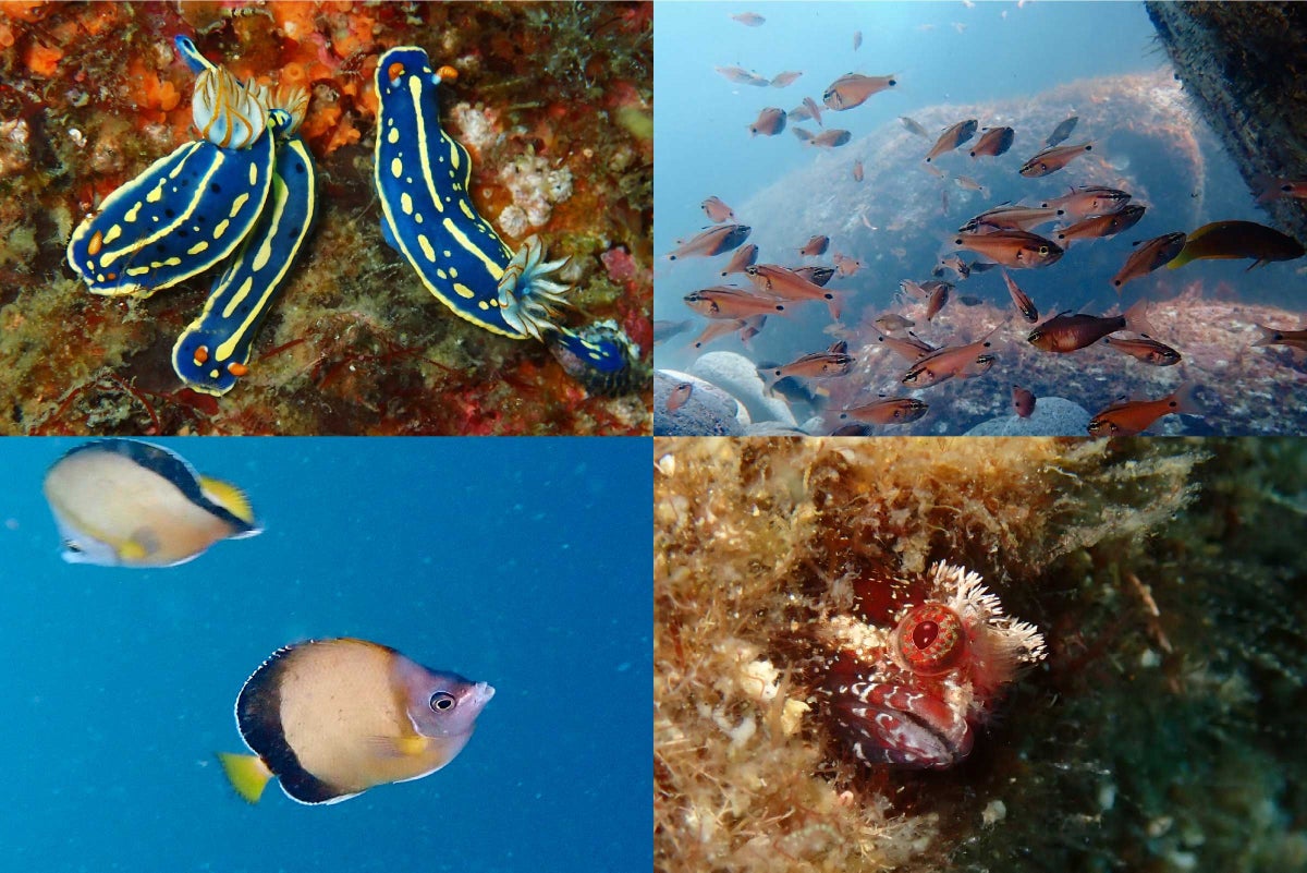 シュノーケリングで海中遊泳