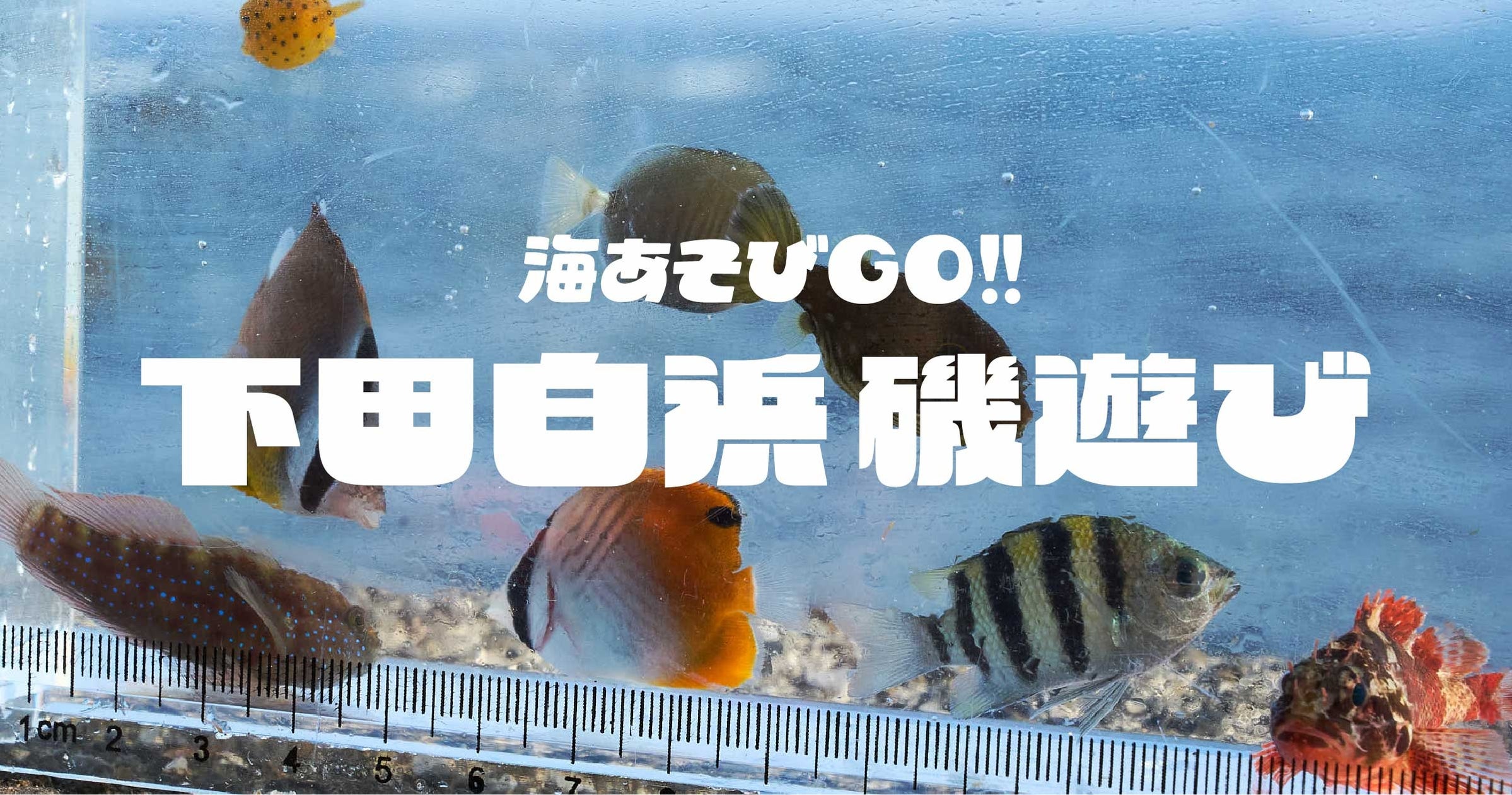 普段は入れない下田白浜の絶景磯場で2日間限定の特別磯遊び体験を開催
